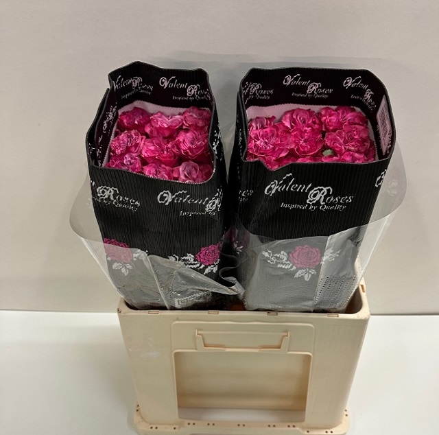 Rosa ec country blues VL.jpg